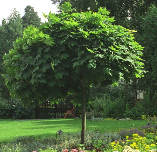 Крупномеры (крупномерные деревья) - разновидности, особенности посадки, цены