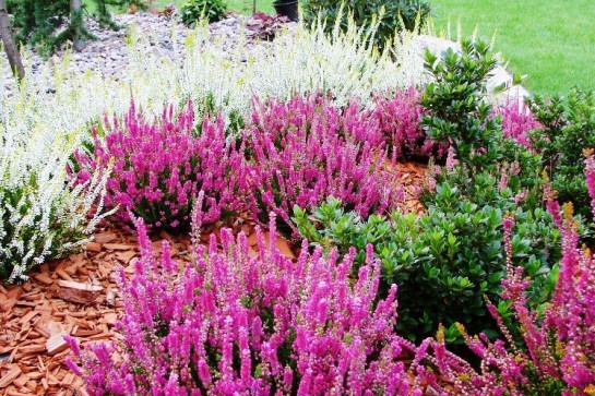 Цветущие кустарники в саду — названия и фото растений