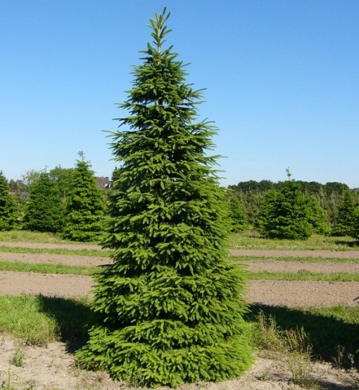 Крупномер (большое дерево) - сорта, особенности посадки, цена