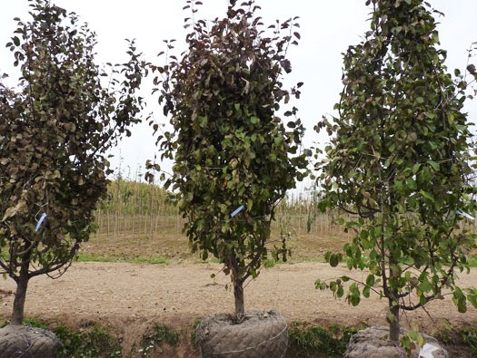 Крупномер (большое дерево) - сорта, особенности посадки, цена