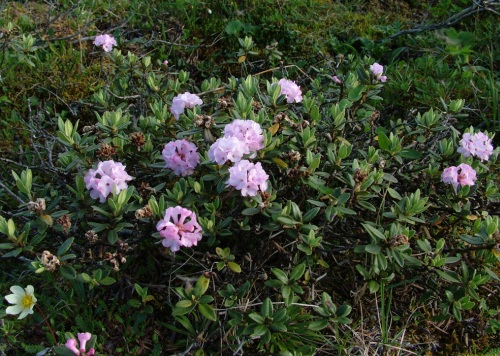 Рододендроны – фото сортов кустарника, посадка, выращивание и уход