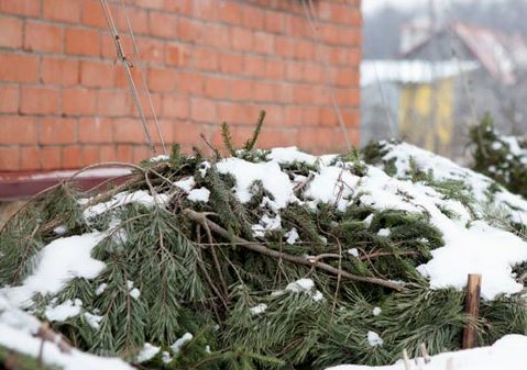 Зимующая гортензия. Подготовка и укрытие гортензий на зиму