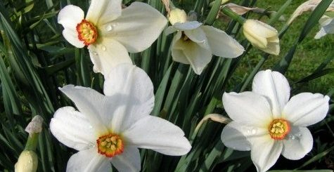 belye-cvety-foto-i-nazvanija-vybiraem-rastenija-s-belymi-cvetami-dlja-sada-2a538c2-3539356-jpg