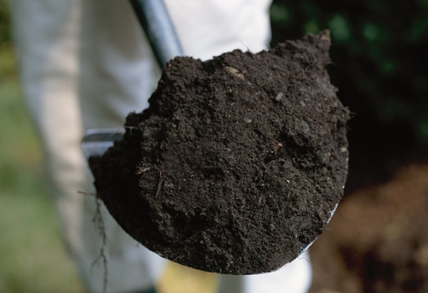 Чернозем - свойства почвы, особенности использования, примерные цены