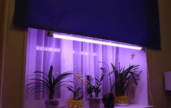 Фитран (фитолит) – лампы для растений и освещение рассады