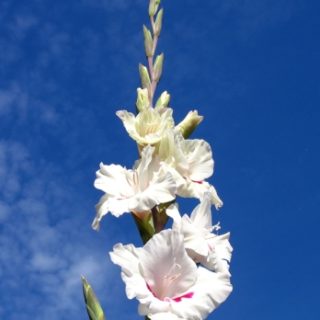 gladiolusy-kogda-i-kak-sazhat-vyrashhivanie-i-uhod-za-gladiolusami-a24d074-5126782-jpg