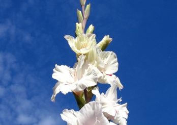 gladiolusy-kogda-i-kak-sazhat-vyrashhivanie-i-uhod-za-gladiolusami-a24d074-5126782-jpg