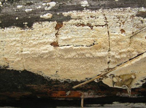 Как избавиться от грибка и плесени на стенах? Средства для обработки стен