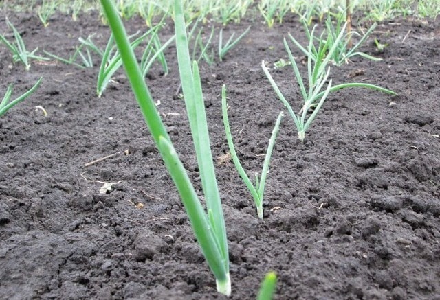 Как посадить лук весной: подготовка, посадка и уход