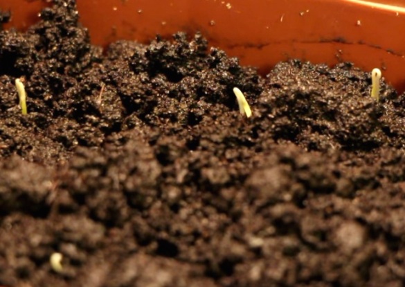 Как вырастить рассаду помидоров на подоконнике дома?