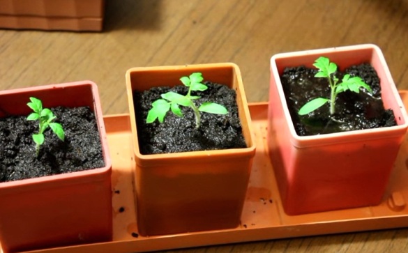 Как вырастить рассаду помидоров на подоконнике дома?