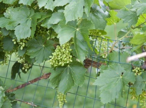 Как вырастить виноград из черенков? Когда и как сажать виноград