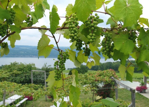 Как вырастить виноград из черенков? Когда и как сажать виноград