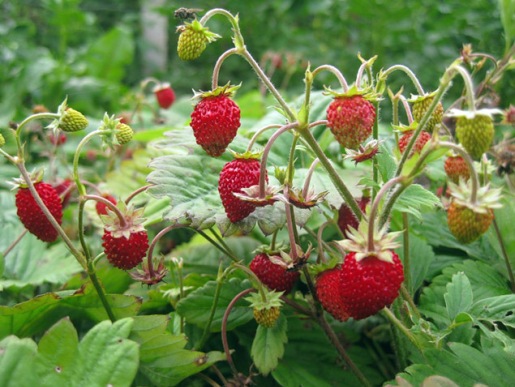 Клубника ремонтантная (Strawberry) – характеристика сортов, выращивание, посадка и уход
