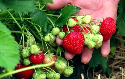 Клубника ремонтантная (Strawberry) – характеристика сортов, выращивание, посадка и уход