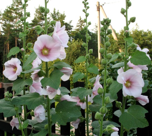 Мальвовые (Malvaceae, Hollyhock) - Рост цветов и уход