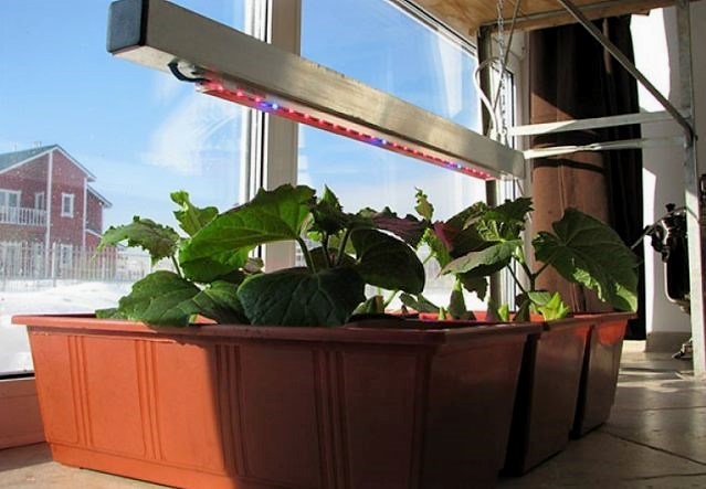 Можно ли вырастить огурцы зимой на подоконнике или балконе?