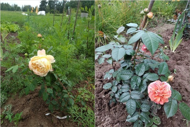 Обрезка и укрытие роз на зиму: инструкция с фото от опытного садовода