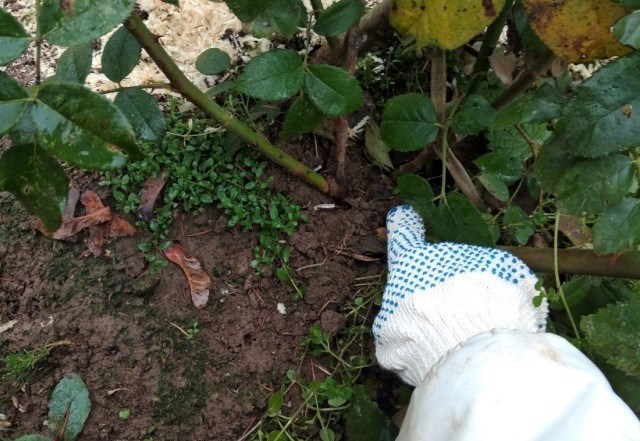 Обрезка и укрытие роз на зиму: инструкция с фото от опытного садовода