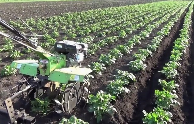 Чистка картофеля мотоблоками: агротехническое обоснование и нюансы процесса