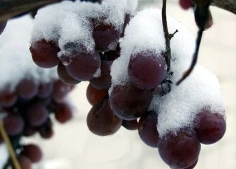 podgotovka-i-ukrytie-vinograda-na-zimu-kak-i-chem-ukryvat-vinograd-97f08e3-2642617-jpg