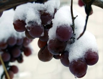 podgotovka-i-ukrytie-vinograda-na-zimu-kak-i-chem-ukryvat-vinograd-97f08e3-2642617-jpg