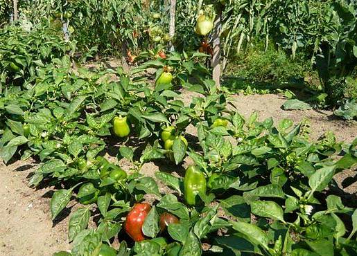 Посадка и выращивание в открытом грунте: огурцы, помидоры, перец, капуста и другие овощи