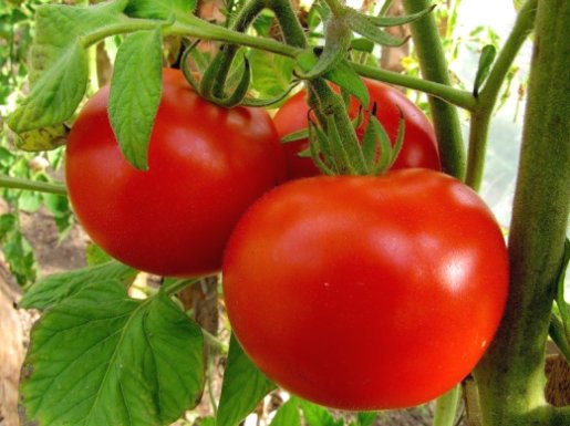 Посадка и выращивание в открытом грунте: огурцы, помидоры, перец, капуста и другие овощи