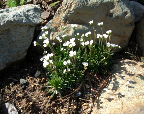 Растения и цветы для альпийских горок
