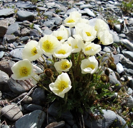 Растения и цветы для альпийских горок