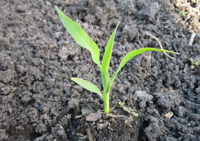 Посадка кукурузы в открытый грунт: сроки посадки, выращивание и уход