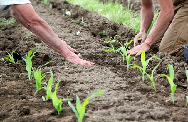 Посадка кукурузы в открытый грунт: сроки посадки, выращивание и уход