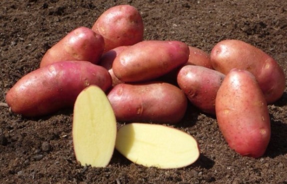 Сорта картофеля – описание, характеристика, фото