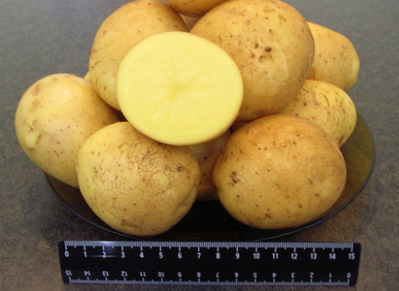 Сорта картофеля – описание, характеристика, фото