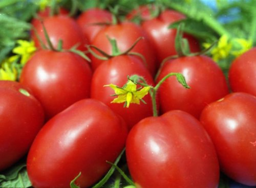 Виды тепличных овощей – помидоры, огурцы, перец, редис, баклажаны