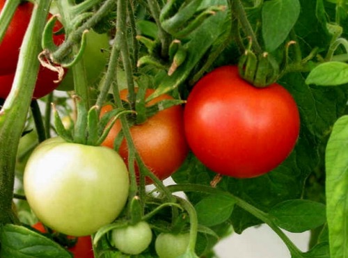 Виды тепличных овощей – помидоры, огурцы, перец, редис, баклажаны