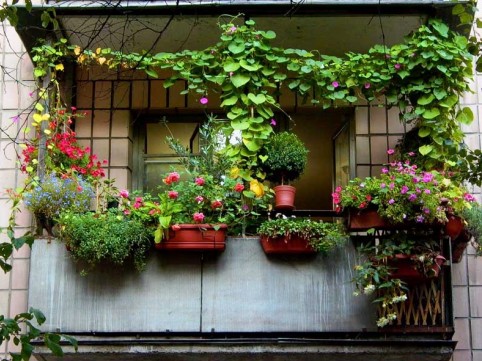 Вертикальное озеленение дома и сада
